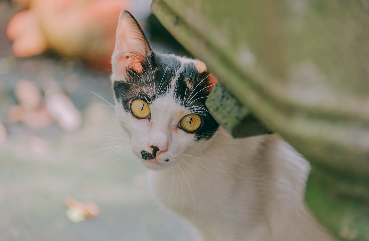 A yellow-eyed cat with black pattern on white face stares at camera from behind a green vase.