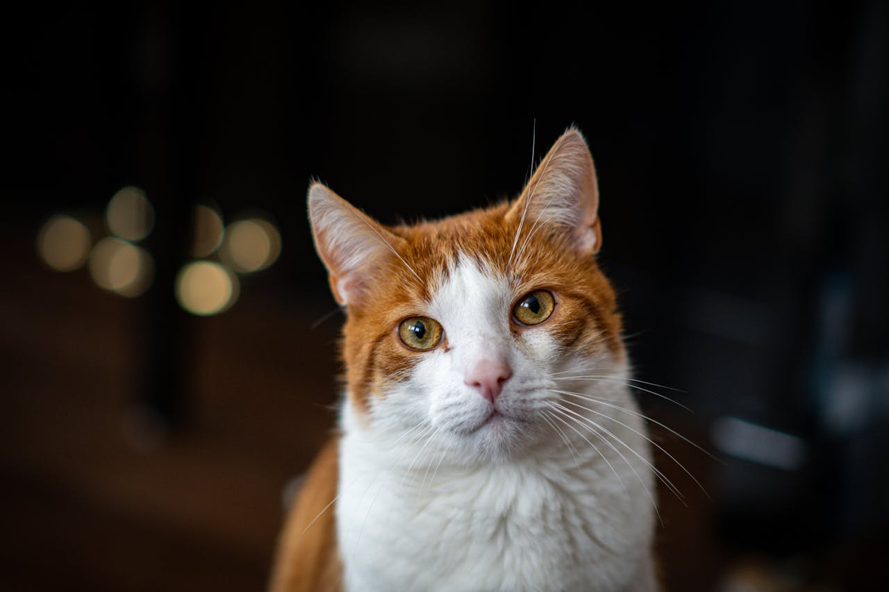 An orange and white cat looks directly into the camera