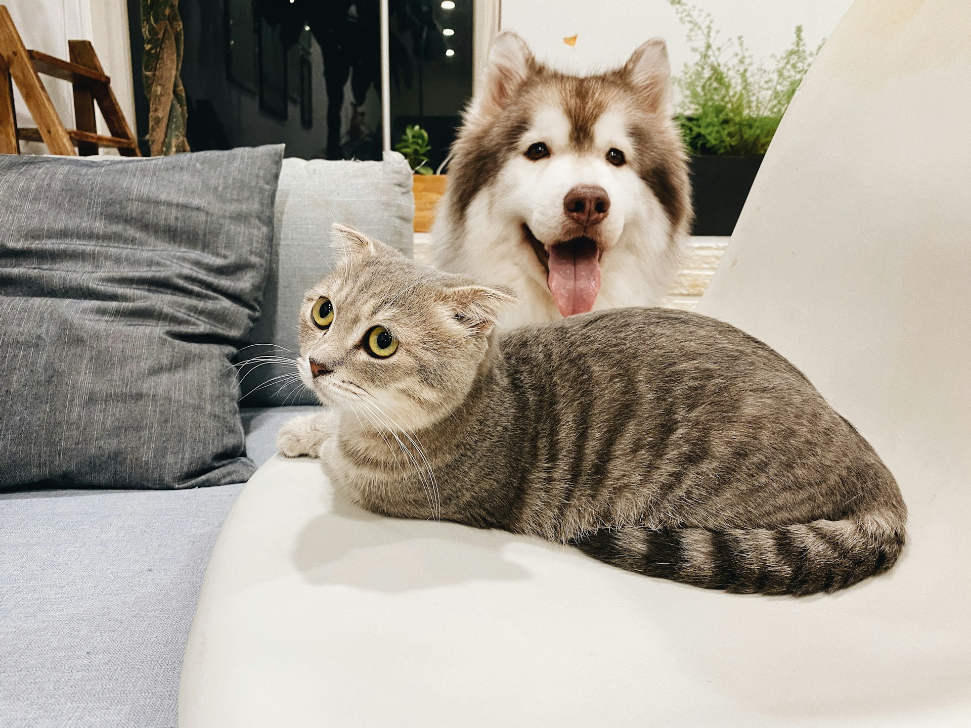 husky sitting on couch with gray tabby cat
