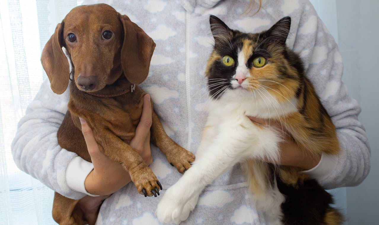 A woman in fuzzy sweater holds a brown dog and a white, brown, and black cat