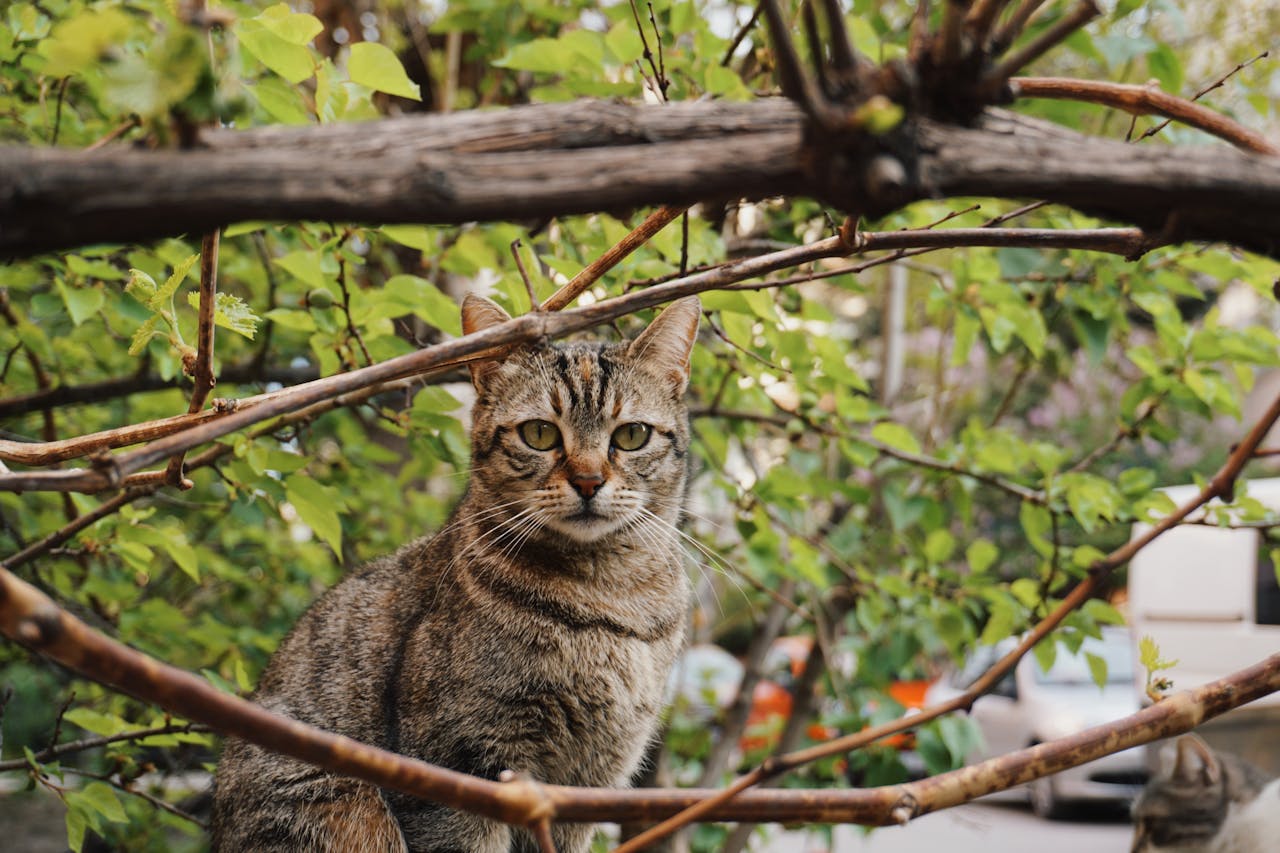A cat sits outside on a wall behind tree branches framing face of cat