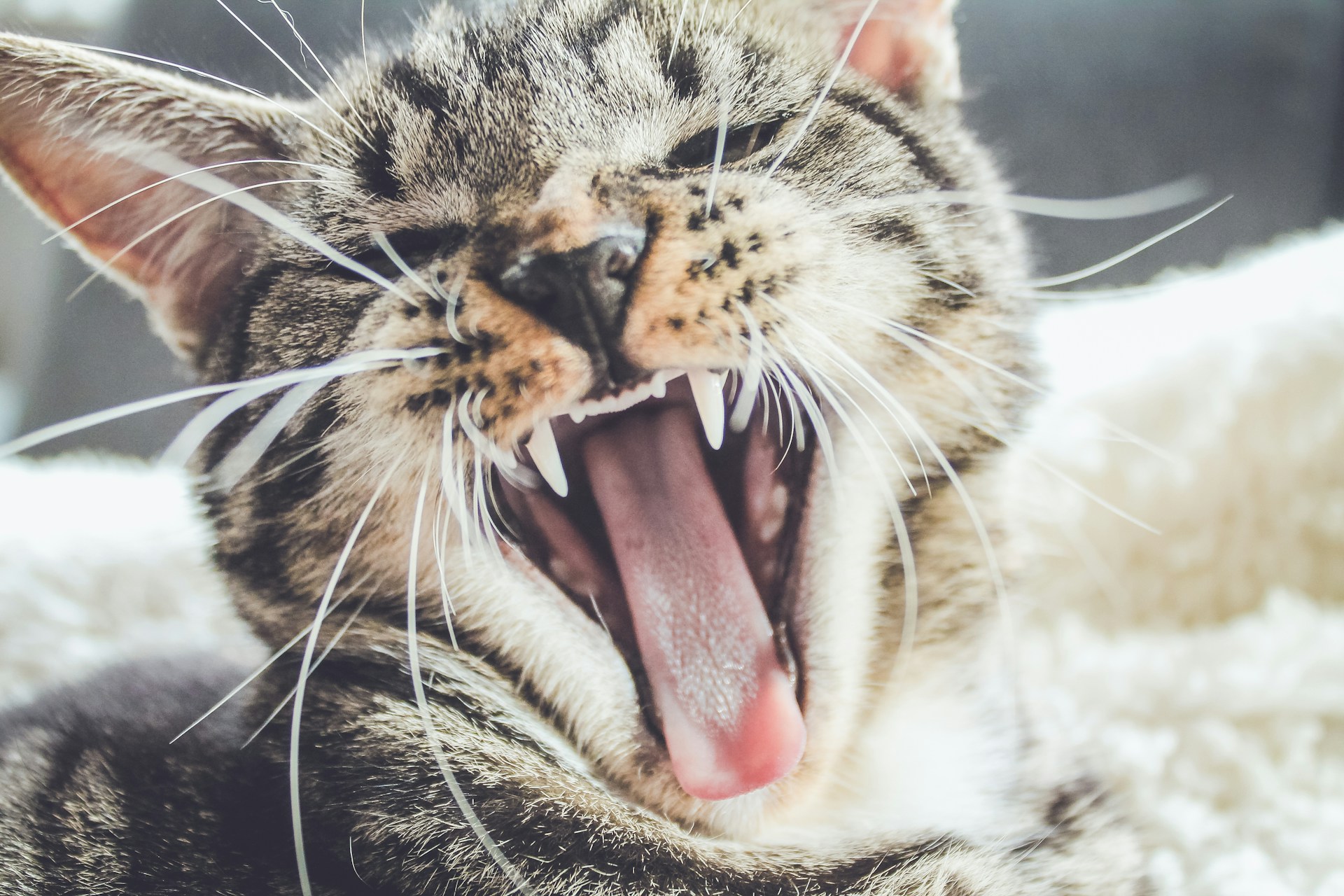 tabby cat yawning showing white teeth