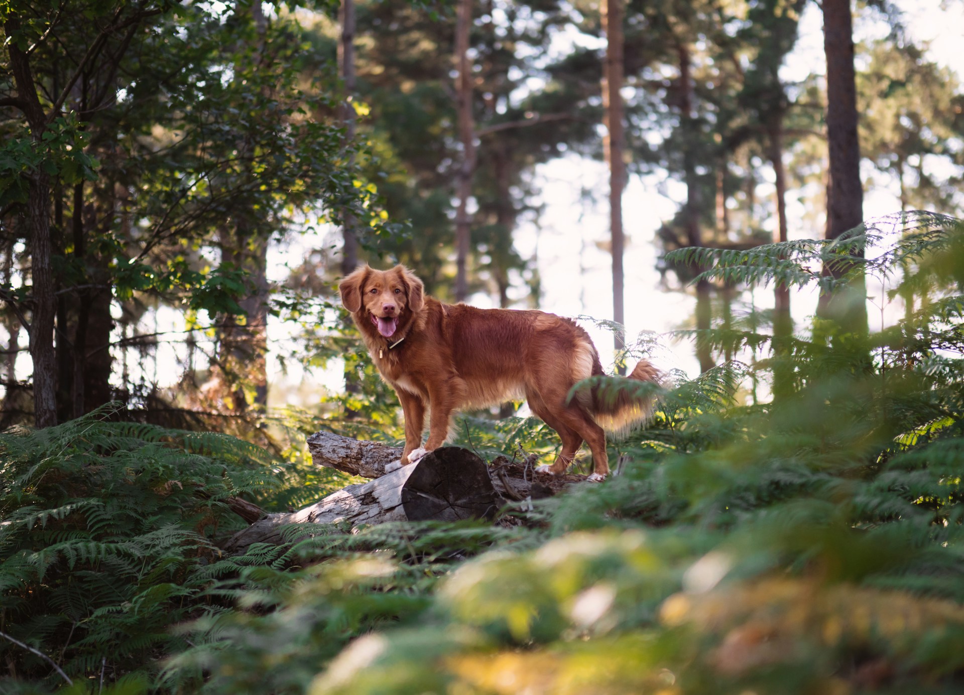 brown dog standing on log in a green forest