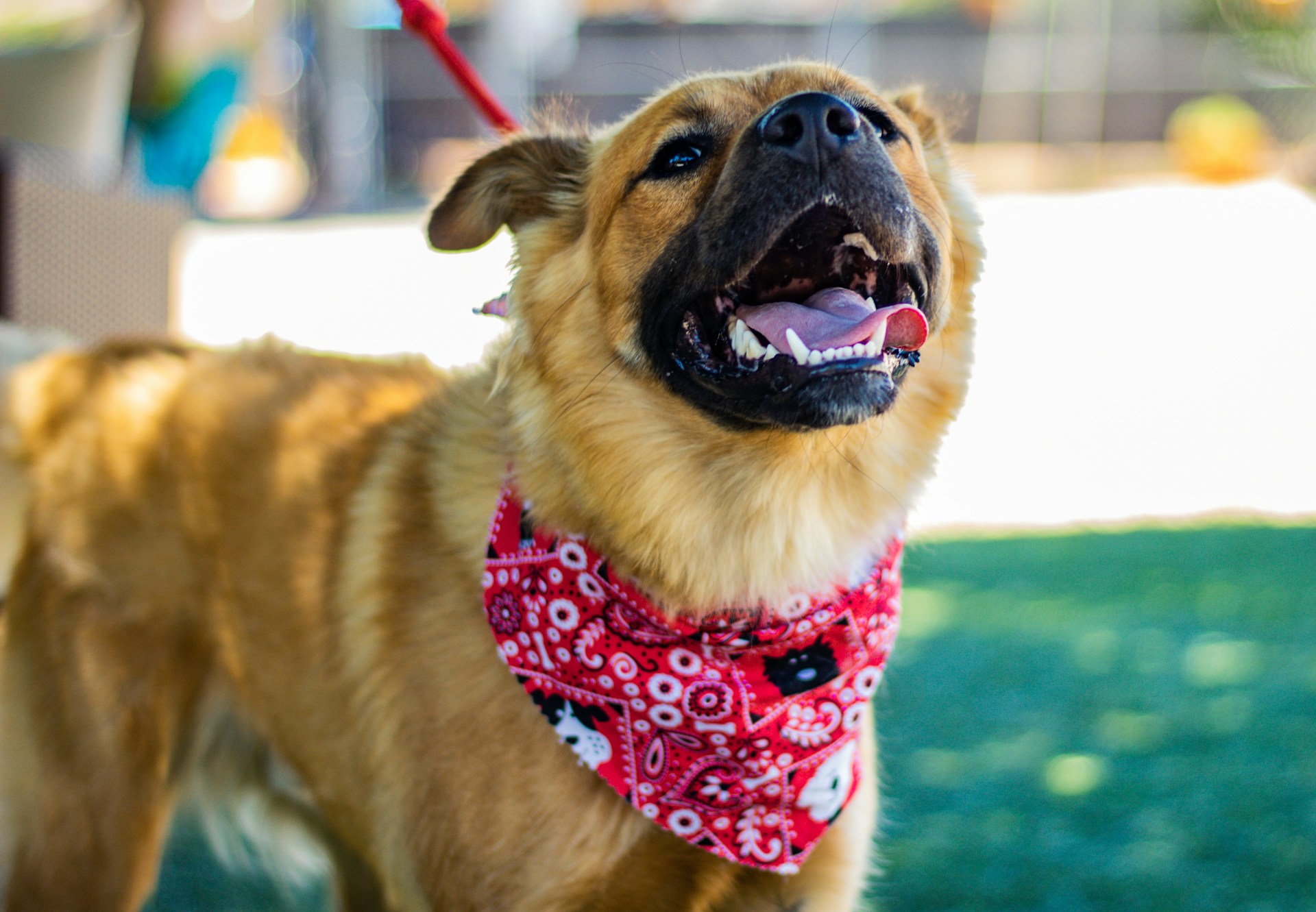 brown dog on leash wearing a red paisley bandana